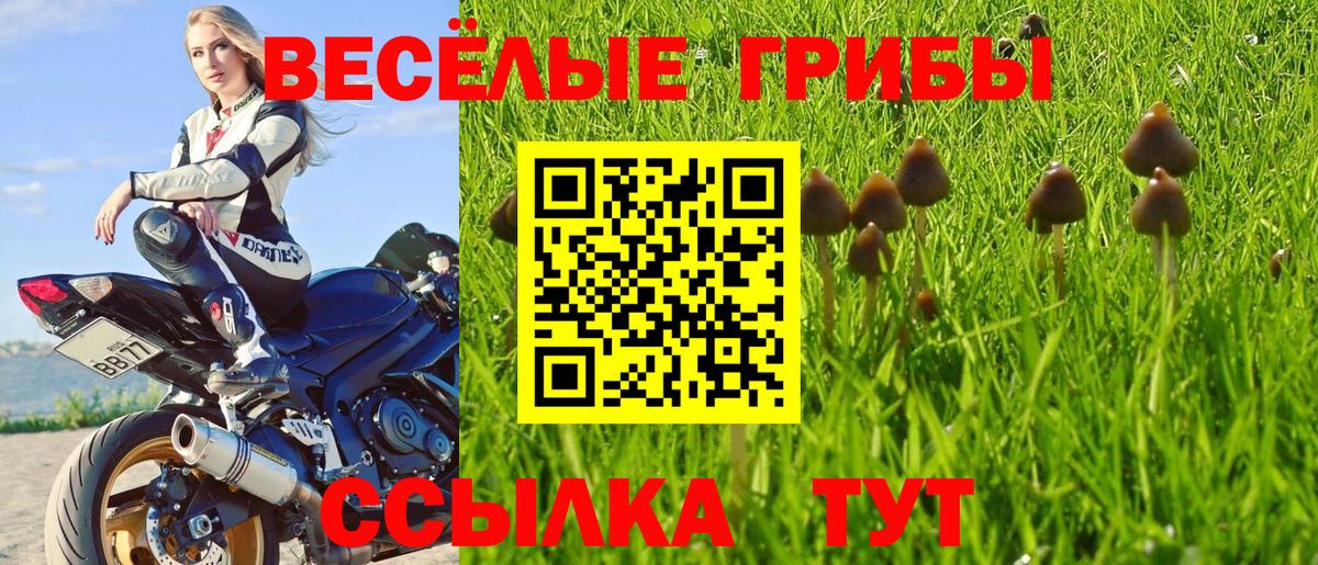 Псилоцибиновые грибы Psilocybe  Вход с VPN  Аксай 